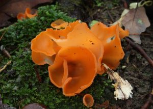 Inspiration from Orange peel fungi (Aleuria aurantia). Image by Holger Krisp (Own work) licenced under a Creative Commons licence [CC BY 3.0] (https://creativecommons.org/licenses/by/3.0, via Wikimedia Commons. https://commons.wikimedia.org/wiki/File%3AAleuria_aurantia_fungus_orange_peel_(second_view).jpg