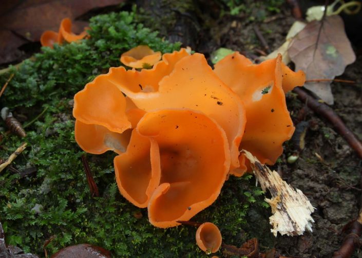 Inspiration from Orange peel fungi (Aleuria aurantia). Image by Holger Krisp (Own work) licenced under a Creative Commons licence [CC BY 3.0] (http://creativecommons.org/licenses/by/3.0, via Wikimedia Commons. https://commons.wikimedia.org/wiki/File%3AAleuria_aurantia_fungus_orange_peel_(second_view).jpg