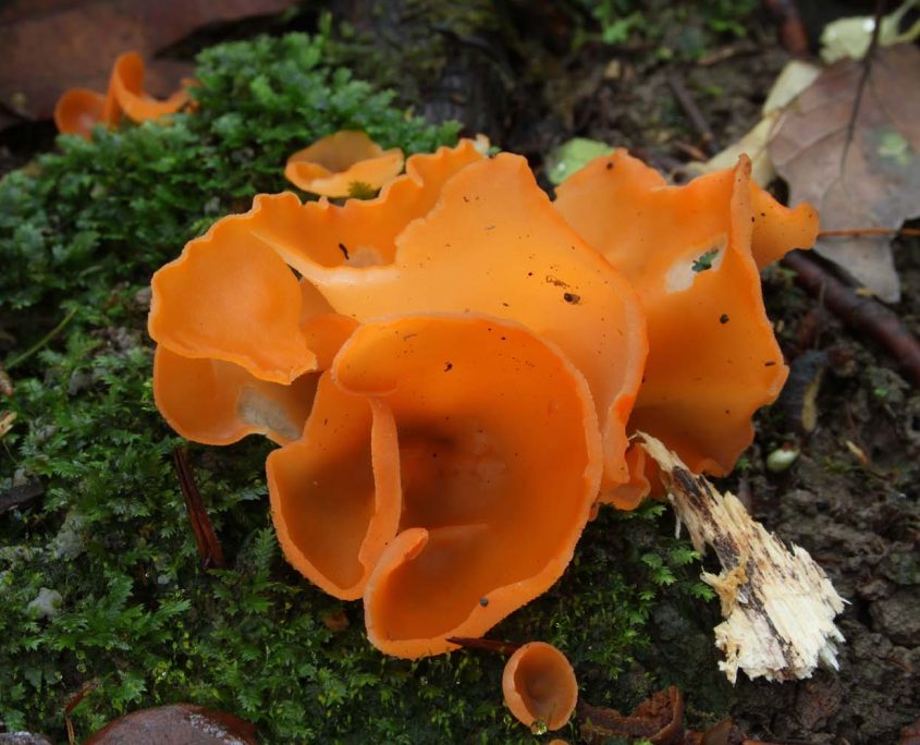 Inspiration from Orange peel fungi (Aleuria aurantia). Image by Holger Krisp (Own work) licenced under a Creative Commons licence [CC BY 3.0] (http://creativecommons.org/licenses/by/3.0, via Wikimedia Commons. https://commons.wikimedia.org/wiki/File%3AAleuria_aurantia_fungus_orange_peel_(second_view).jpg