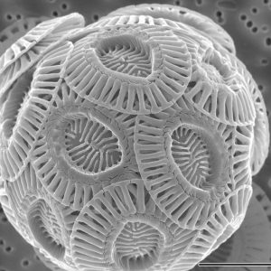 Emiliania huxleyi (coccoliths) - single-celled marine phytoplankton that produce calcium carbonate scales. Image by Alison R. Taylor (University of North Carolina Wilmington Microscopy Facility) (PLoS Biology, June 2011) licenced under a Creative Commons licence, [CC BY 2.5] https://creativecommons.org/licenses/by/2.5), via Wikimedia Commons. https://commons.wikimedia.org/wiki/File%3AEmiliania_huxleyi_coccolithophore_(PLoS).png