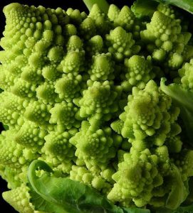 The fractal shape form of a Romanesco broccoli. Image by Jon Sullivan [Public domain], via Wikimedia Commons. https://commons.wikimedia.org/wiki/File%3AFractal_Broccoli.jpg