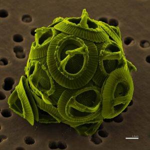 The coccolithophore Gephyrocapsa Oceanica. Photo by NEON ja (own work), coloured by Richard Bartz [CC BY-SA 2.5] https://creativecommons.org/licenses/by-sa/2.5 , via Wikimedia Commons. https://commons.wikimedia.org/wiki/File%3AGephyrocapsa_oceanica_color.jpg