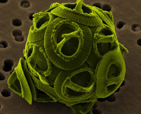 The coccolithophore Gephyrocapsa Oceanica. Photo by NEON ja (own work), coloured by Richard Bartz [CC BY-SA 2.5] http://creativecommons.org/licenses/by-sa/2.5 , via Wikimedia Commons. https://commons.wikimedia.org/wiki/File%3AGephyrocapsa_oceanica_color.jpg