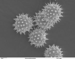 Scanning electron microscope image of pollen grains from Helianthus annuus (common sunflower). This image is in the public domain. https://remf.dartmouth.edu/images/botanicalPollenSEM/source/10.html