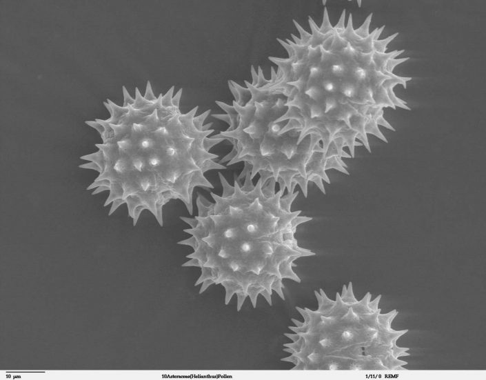 Scanning electron microscope image of pollen grains from Helianthus annuus (common sunflower). This image is in the public domain. http://remf.dartmouth.edu/images/botanicalPollenSEM/source/10.html