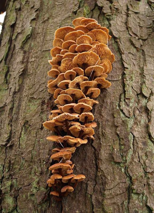 Inspiration from bracket fungi, image by Derek Harper licenced under a Creative Commons licence [CC BY-SA 2.0] (http://creativecommons.org/licenses/by-sa/2.0, via Wikimedia Commons. https://commons.wikimedia.org/wiki/File%3AFungi_in_Drive_Coppice_-_geograph.org.uk_-_1112624.jpg