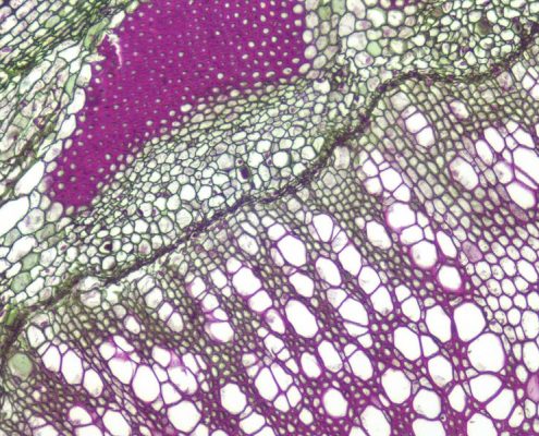 Inspiration from vascular cambium of helianthus plant stem. Image by Katrina Burkhardt (2016). This image is licensed under the Creative Commons Attribution-Share Alike 4.0 International license. https://commons.m.wikimedia.org/wiki/File:Helianthus,_stem.jpg