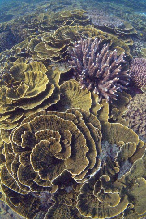 Inspiration from bracket/plate coral. Coral at Arthur Bay, Magnetic Island. Image by Holobionics (own work) licenced under a Creative Commons licence [CC BY-SA 4.0] (http://creativecommons.org/licenses/by-sa/4.0), via Wikimedia Commons. https://commons.wikimedia.org/wiki/File%3AMontipora_coral%2C_Arthur_Bay%2C_Magnetic_Island%2C_January_2016.jpg