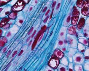 Close-up of pine vascular trace shown in image to the left. From left to right in this trace would be protoxylem, procambium, and protophloem. Image by Dr. Paul J Schulte (University of Nevada). https://faculty.unlv.edu/schulte/Anatomy/Stems/Stems.html