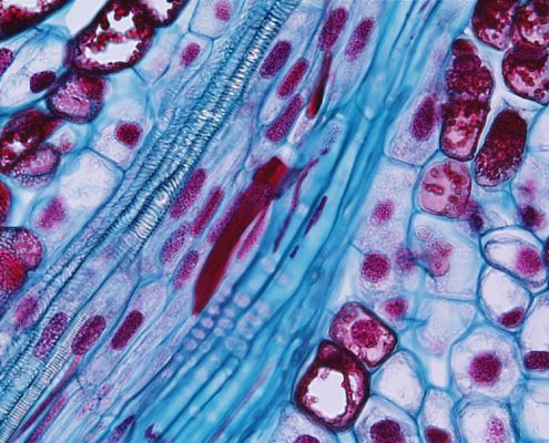 Close-up of pine vascular trace shown in image to the left. From left to right in this trace would be protoxylem, procambium, and protophloem. Image by Dr. Paul J Schulte (University of Nevada). https://faculty.unlv.edu/schulte/Anatomy/Stems/Stems.html