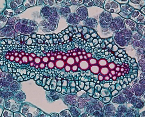 View of a vascular bundle from Selaginella, image by Dr. Paul J Schulte (University of Nevada). https://faculty.unlv.edu/schulte/Anatomy/Stems/Stems.html