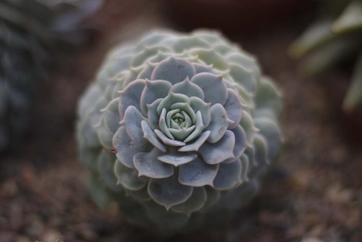 cactus-plant-inspire-pexels