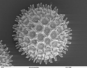Scanning electron microscope image of pollen from Ipomea purpurea (Heavenly blue morning glory). This image is in the public domain. https://remf.dartmouth.edu/images/botanicalPollenSEM/source/4.html