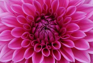 Dahlia flower, image from Pixabay.