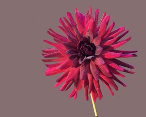 Cactus Dahlia flower, image from Pixabay.