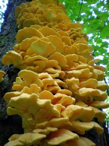 Tree fungi inspiration, image from Pixabay.