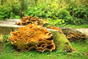 Tree fungi inspiration, image from Pixabay.
