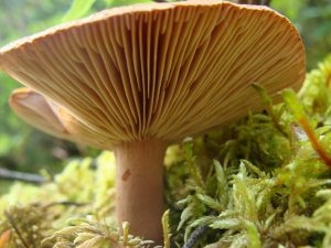 fungi inspiration, image from Pixabay.