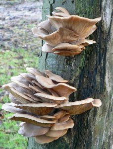 Inspiration from bracket fungi, image by RichTea licenced under a Creative Commons licence [CC BY-SA 2.0]https://creativecommons.org/licenses/by-sa/2.0, via Wikimedia Commons. https://commons.wikimedia.org/wiki/File%3ABracket_Fungus_-_geograph.org.uk_-_663780.jpg