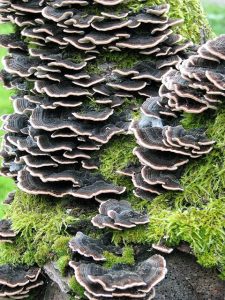 Inspiration from bracket fungi on dead tree, image by Evelyn Simak licenced under a Creative Commons licence [CC BY-SA 2.0] https://creativecommons.org/licenses/by-sa/2.0 , via Wikimedia Commons. https://commons.wikimedia.org/wiki/File:Bracket_fungi_on_dead_tree_-_geograph.org.uk_-_961143.jpg