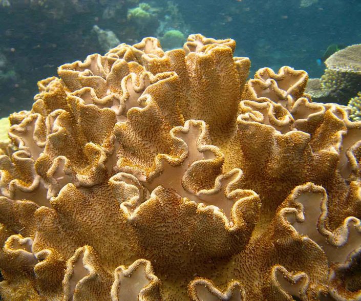 Inspiration from Corals of the genus Sarcophyton (common name Toadstool Corals) seen here in Flynn Reef, part of the Great Barrier Reef, near Cairns, Queensland, Australia. Image by Toby Hudson (Own work) licenced under a Creative Commons licence [CC BY-SA 3.0] (http://creativecommons.org/licenses/by-sa/3.0), via Wikimedia Commons. https://commons.wikimedia.org/wiki/File%3AFolded_Coral_Flynn_Reef.jpg