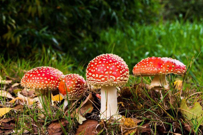 matryoshka-red-fly-agaric-mushroom-inspire-pexels-2