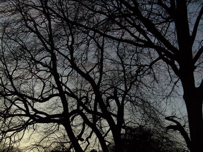 Tree detail, the Phoenix Park, Dublin. Winter night sky. www.ceramicforms.com