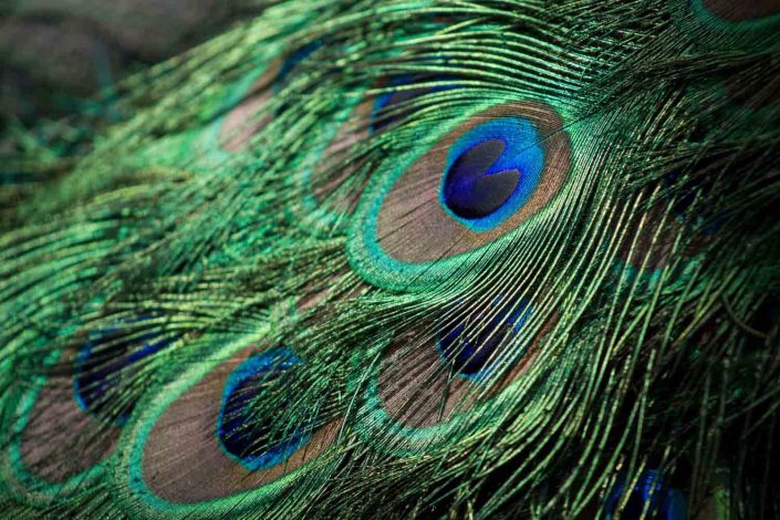 peacock-inspire-pexels