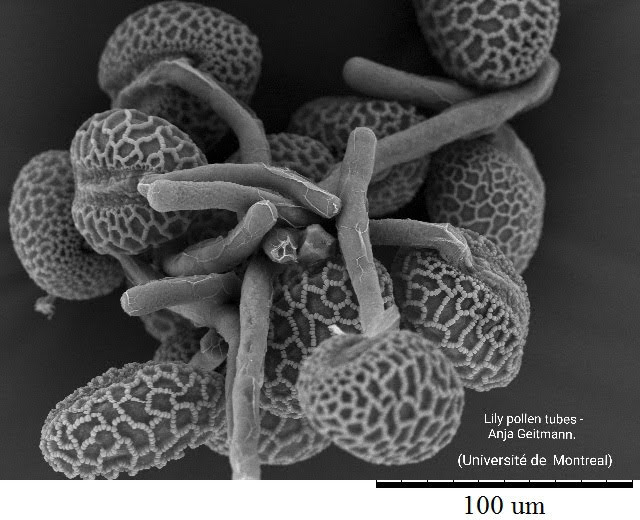 Scanning electron micrograph of lily pollen tubes by Dr. Anja Geitmann, Institut de recherche en biologie végétale, Université de Montréal. By Neutr0nics [CC BY-SA 3.0 (https://creativecommons.org/licenses/by-sa/3.0)], from Wikimedia Commons.