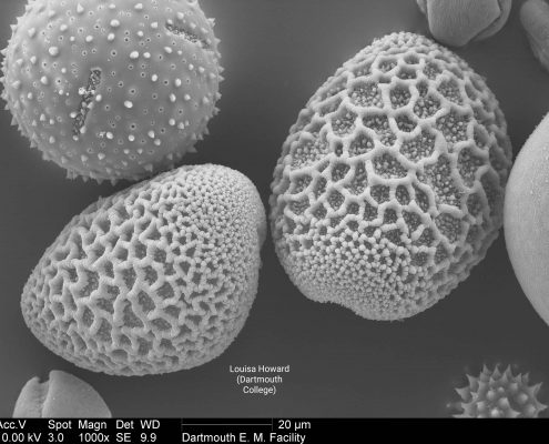 Scanning electron microscope image of lily pollen mix (Louisa Howard). This image is in the public domain. Dartmouth College. http://remf.dartmouth.edu/pollen2/pollen_images_4/images/26%206a_2_DLily-5.jpg