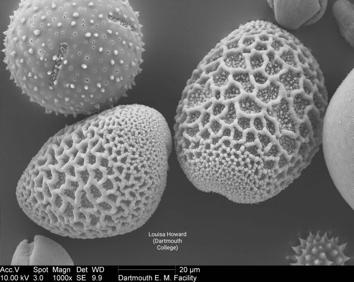 Scanning electron microscope image of lily pollen mix (Louisa Howard). This image is in the public domain. Dartmouth College. http://remf.dartmouth.edu/pollen2/pollen_images_4/images/26%206a_2_DLily-5.jpg