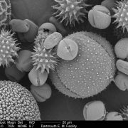 Scanning electron microscope image of pollen mix (Louisa Howard). This image is in the public domain. http://remf.dartmouth.edu/pollen2/pollen_images_1/