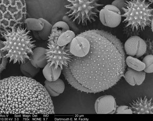 Scanning electron microscope image of pollen mix (Louisa Howard). This image is in the public domain. https://remf.dartmouth.edu/pollen2/pollen_images_1/