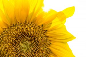 sunflower-head-inspire-pexels.jpg